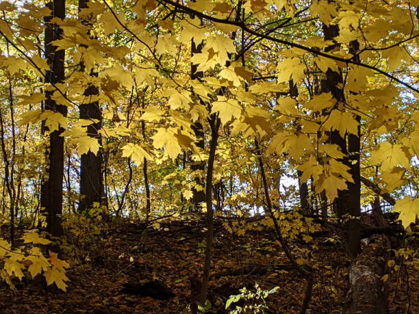 istock Fall Foliage in a city park 1353344186
