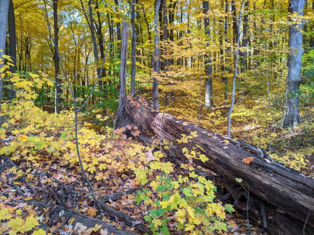 istock Fall Foliage in a city park 1353344918