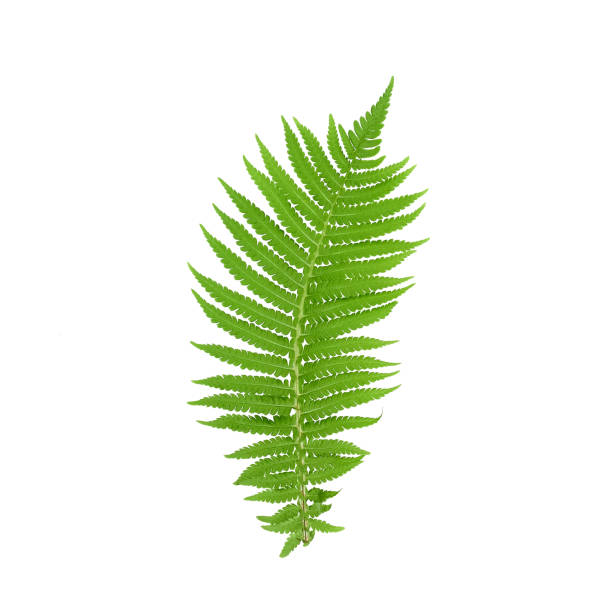 fern leaf isolated on white background. fern leaf, ornamental foliage, fern isolated on white background, with clipping path - fern bracken growth leaf imagens e fotografias de stock