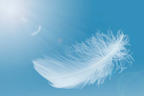 istock Abstract. Lightly of White Feathers Floating in a Blue Sky. 1353348838