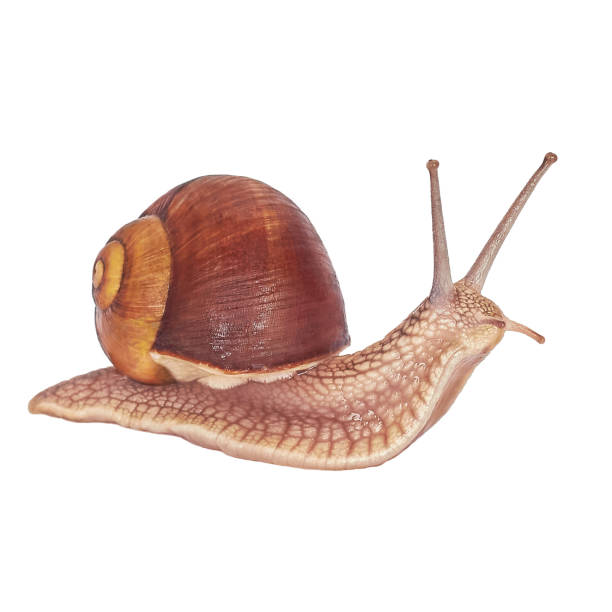istock Grape snail. Parasite, eats plants. The snail is isolated on a white background 1353348922
