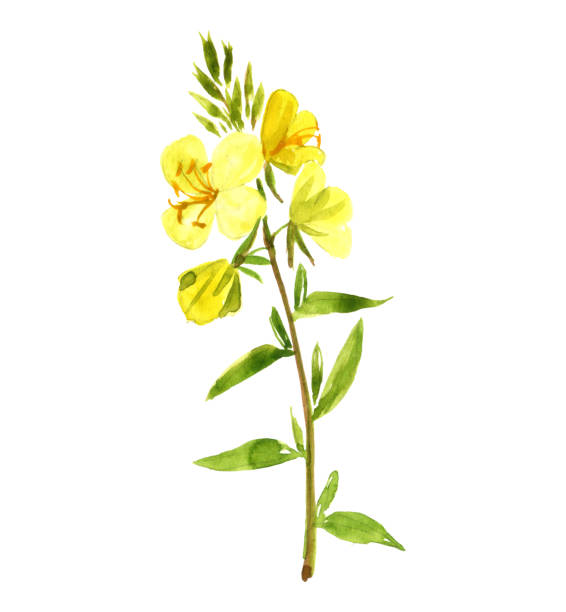 ilustrações de stock, clip art, desenhos animados e ícones de watercolor drawing evening primrose - primrose