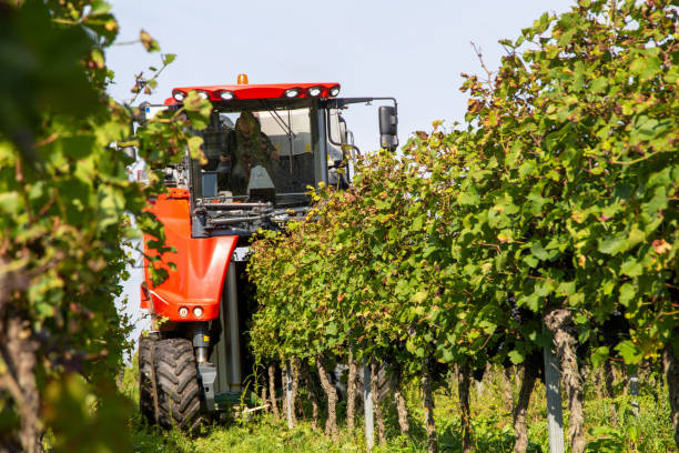 istock Vintage or grape harvest with harvester 1353351919
