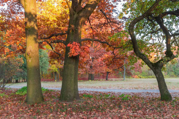 istock Old ordinary and red oaks in autumn park at sunset 1353353314