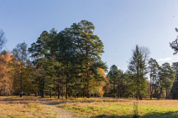 Section of the autumn park with old coniferous and deciduous trees growing on the big glade edge, at evening