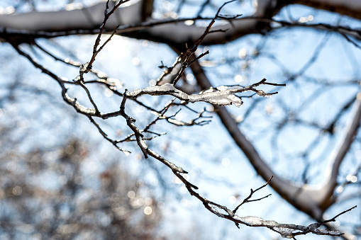 The tree branch was covered with a crust of ice after an icy rain. Natural pattern and texture.