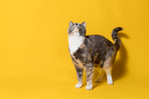istock Funny cat looks up with interest, isolated on a yellow background. Copy space. 1353354331
