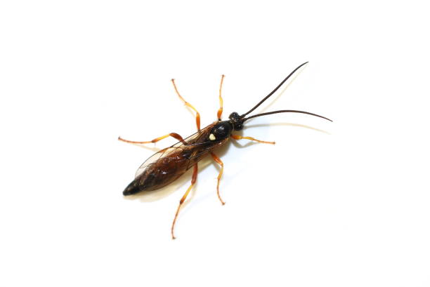 istock Parasitic wasp Icheneumon sp. on white background 1353354435