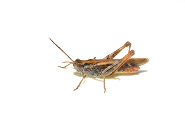 istock Common field grasshopper Chorthippus brunneus 1353354442