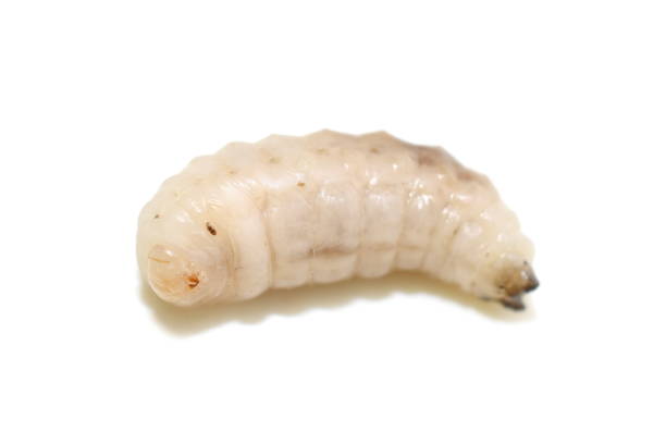 istock Larva of the stinging wasp Vespula germanica 1353354452