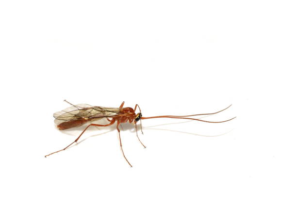 istock Brown icheneumon parasitic wasp Ophion luteus on white background 1353354530
