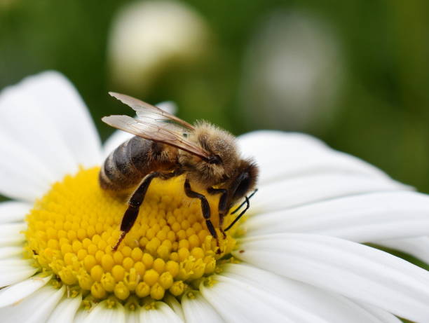 istock European honey bee Apis mellifera on a daisy flower 1353354591