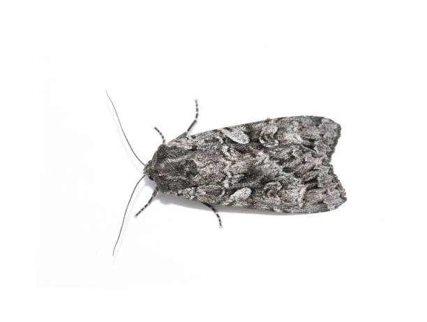istock The Great Brocade moth Eurois occulta 1353354646