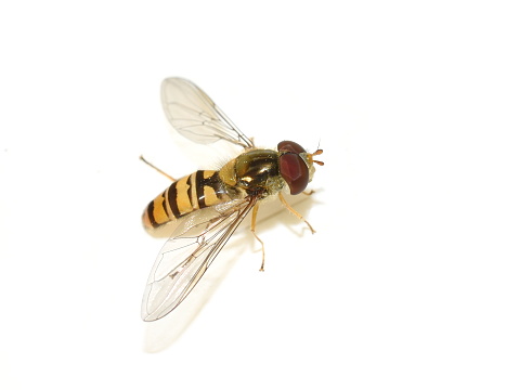 Cicada in the flight, extreme close-up shot with selective focus of flying insect Cicada