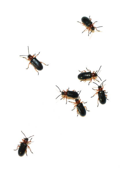 istock Group of the blue and orange colored cereal crop pest beetle 1353354677