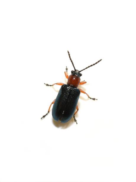 istock Group of the blue and orange colored cereal crop pest beetle 1353354678