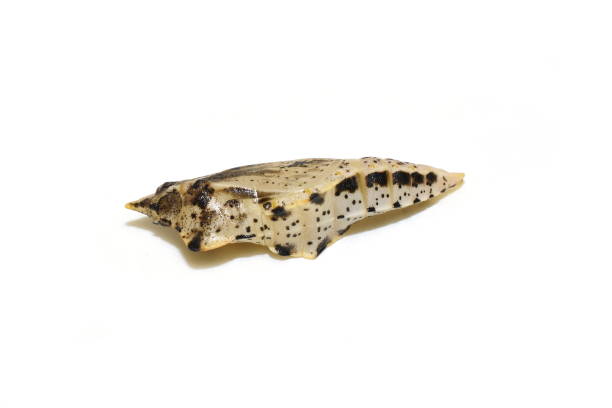 istock Pupa from the white butterfly pieris napi 1353354685
