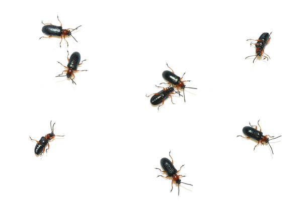 Baby Boxelder bugs, red nymphs, clustered together in a group on an old painted board.
