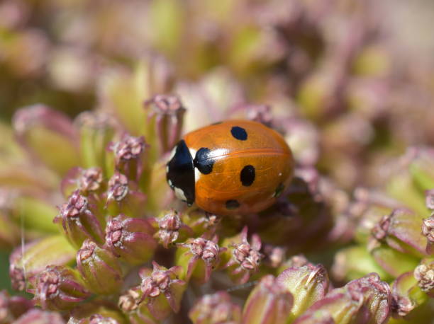 coccinelle à sept points septempunctata - septempunctata photos et images de collection