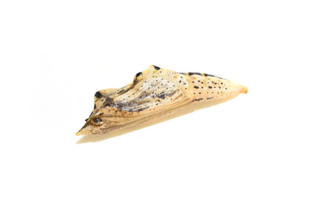 istock Pupa from the white butterfly pieris napi 1353354747