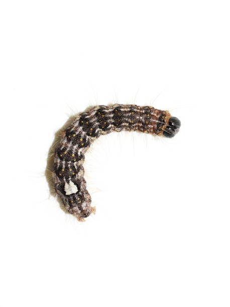 istock caterpillar of poplar gray moth Acronicta megacephala 1353354771