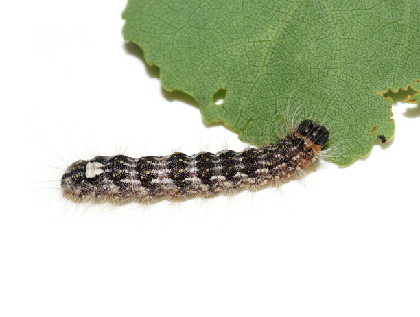istock caterpillar of poplar gray moth Acronicta megacephala 1353354781