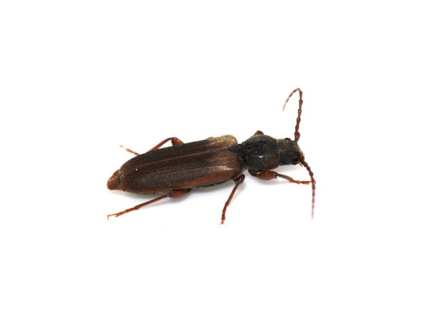 istock Brown spruce longhorn beetle Tetropium fuscum 1353354808