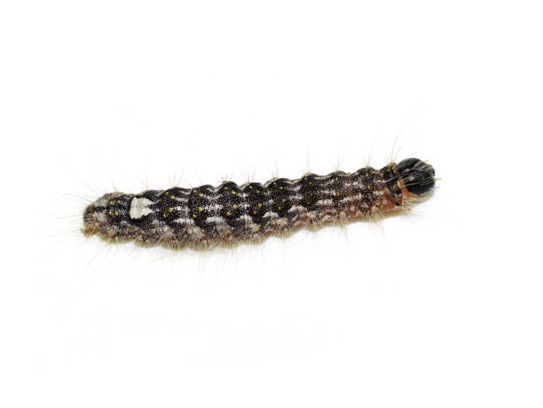 istock poplar gray moth Acronicta megacephala caterpillar 1353355088