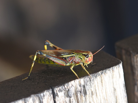 The large swamp grasshopper Mecostethus grossus on a piece of wood