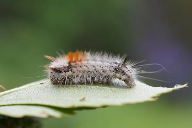 istock Nut-tree tussock larva Colocasia coryli 1353355150
