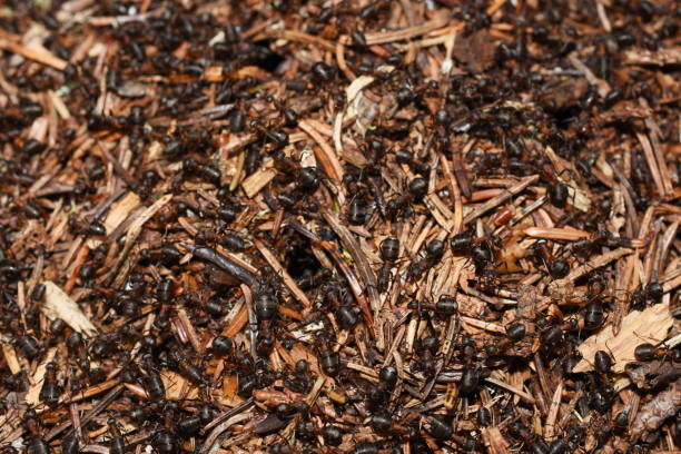 istock red wood ants Formica rufa anthill 1353355157