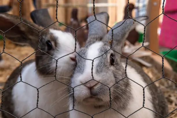 Photo of Annual autumn fair in the Majorcan town of Porreres, held on October 31. Exhibition of caged animals in the street. Rabbits