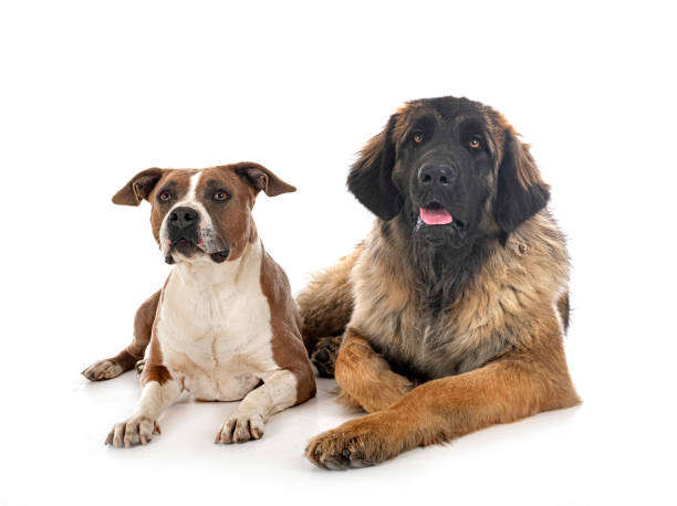 istock american staffordshire terrier and leonberger 1353356135