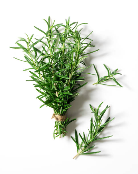 istock A sprig of rosemary on a white background. 1353357209