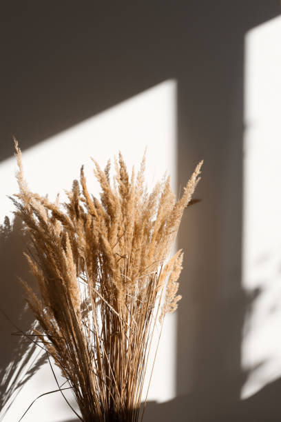 istock Dry pampas grass close-up on an abstract background with shadow and light. Minimalistic composition, template and mockup for design. 1353358839