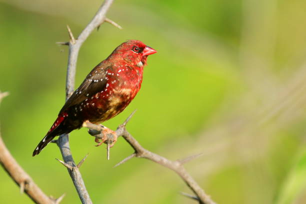 istock Red Avadavat - Male 1353358870