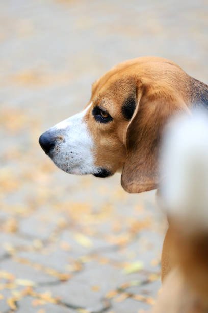 Close-up of a dog in the park