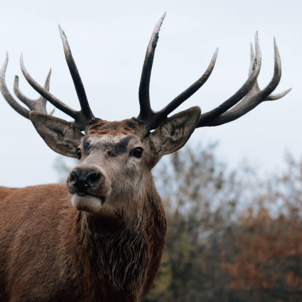 istock Deer stag portrait in the woods. 1353359637