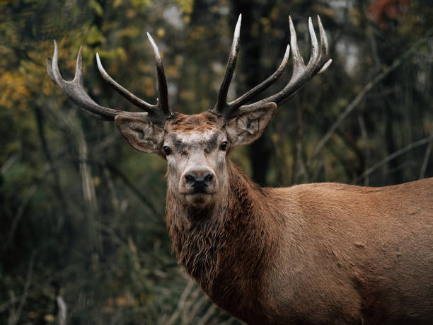 istock Deer stag portrait in the woods. 1353360168