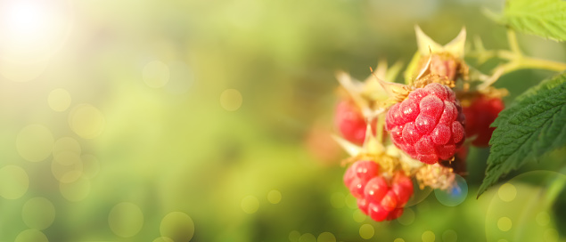 Branch with delicious ripe raspberries on bush, banner design. Space for text
