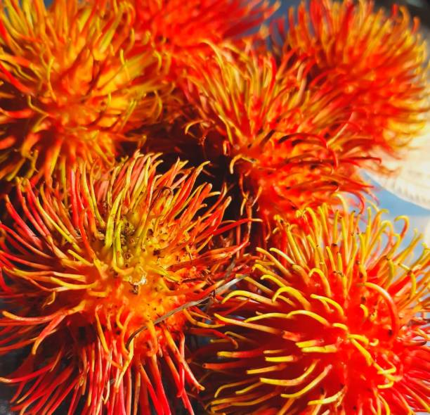 Rambutan in tree and copy space.Fruit red color