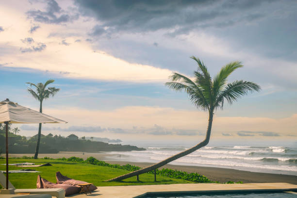 istock A coconut tree at the side of pool by the beach, beautiful sky 1353363392