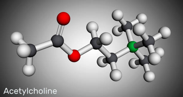 ilustraciones, imágenes clip art, dibujos animados e iconos de stock de acetilcolina, molécula de ach. es neurotransmisor parasimpromcomimético, agente vasodilatador, hormona, metabolito humano. modelo molecular. renderizado 3d - acetylcholine