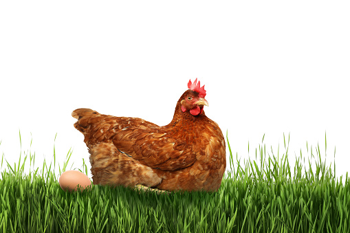 Beautiful chicken and egg on green grass against white background