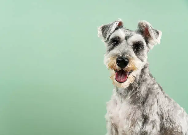 Miniature Schnauzer with upper body on green background. After cutting the hair. Pet, dog.