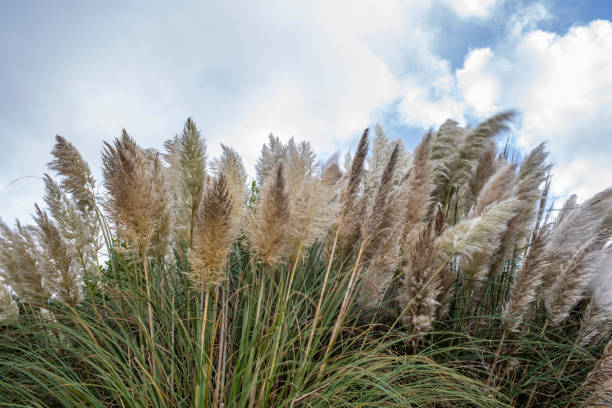 istock Pampas grass viewed from a low angle, against a bright cloudy sky 1353367301