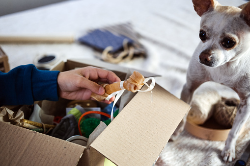Kids hand put bone in Pet Subscription Box for Dogs. Chihuahua dog and Subscription pet box with Organic Treats, Fun Toy, Bully Sticks, All-Natural Chews and seasonal gear.