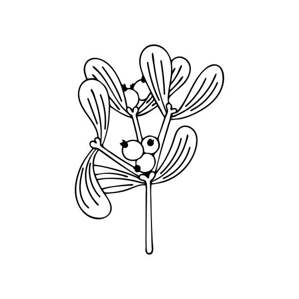 рождественское растение омела. ветка вискима с ягодами является традиционным украшением. рисованные линии векторная иллюстрация. с праздн - european mistletoe stock illustrations