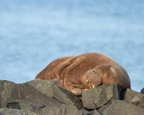 Freya the Arctic Walrus resting on the rocks at Seahouses Harbour, Northumberland on Sunday 14th November.