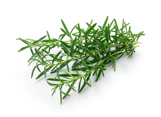 istock Fresh sprigs of rosemary on white background 1353370020